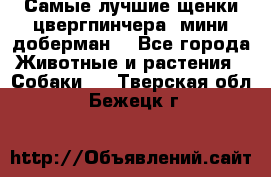 Самые лучшие щенки цвергпинчера (мини доберман) - Все города Животные и растения » Собаки   . Тверская обл.,Бежецк г.